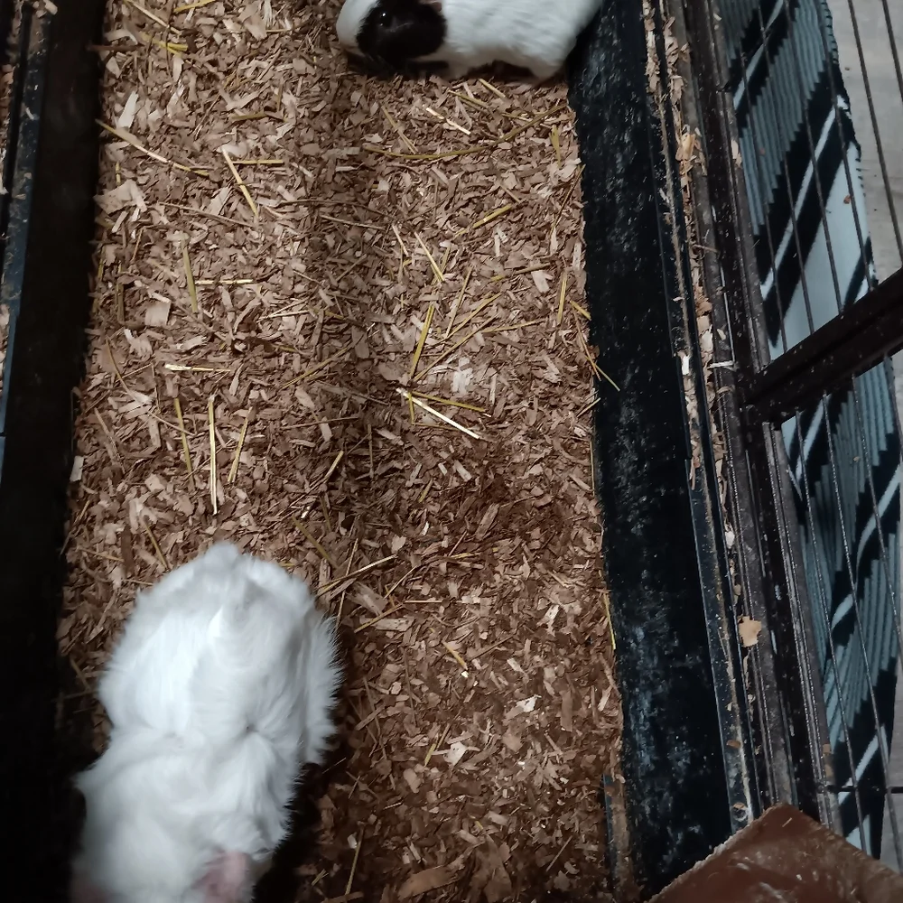 Gueina pigs